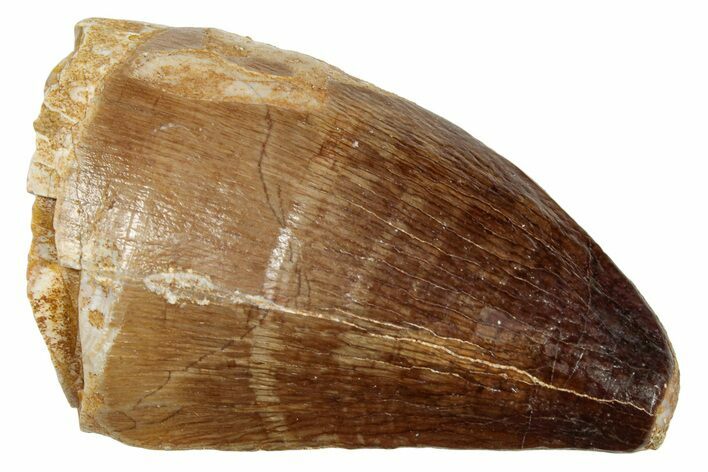 Fossil Mosasaur (Prognathodon) Tooth - Morocco #249639